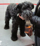 Ginny,Kerry Blue Terrier, 12jr.,heeft artrose,waarvoor zij pijnstillers slikt. Met acupunctuur is zij nu nog veel beter.